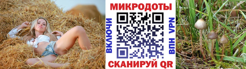 Галлюциногенные грибы Psilocybine cubensis  Динская 
